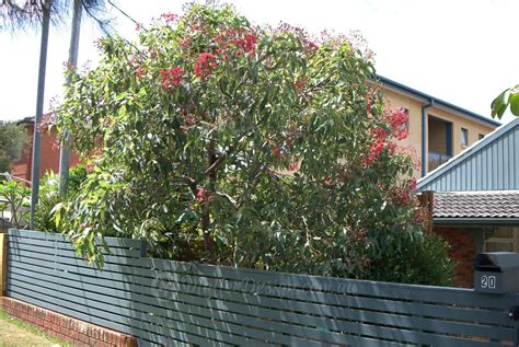 My Favourite Grafted Dwarf Eucalyptus ficifolia - Mallee Design Australian Garden Design, Native ...