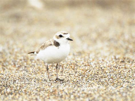 Western Snowy Plover Monitoring at Point Reyes National Seashore (U.S ...