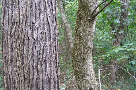 Slippery and American Elm – Northeast School of Botanical Medicine