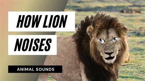 Lion Sounds mp3 / Sound Effect / Animation - YouTube