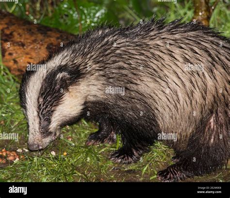 Badger feeding in the rain hi-res stock photography and images - Alamy