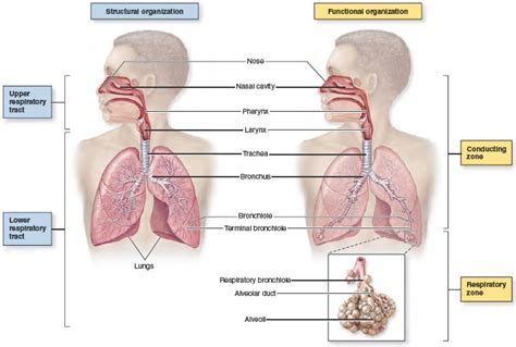 Figure 23.1 General Anatomy of the Respiratory System. Structurally, the respiratory system is ...