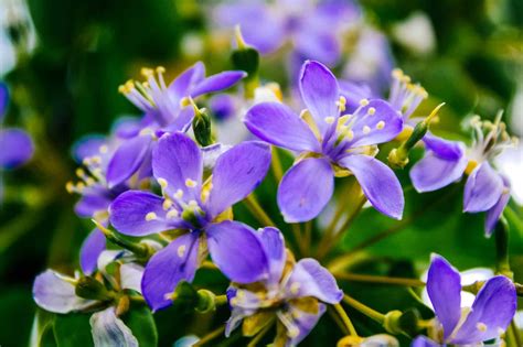 Discover the National Flower of Jamaica: Lignum Vitae - A-Z Animals