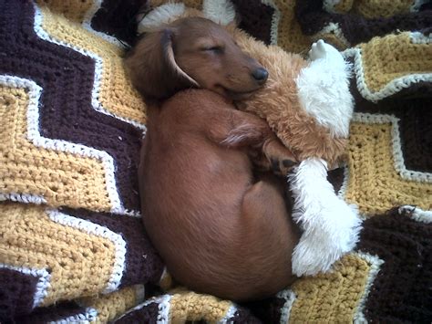 Puppy sleeping with his toy - Teh Cute