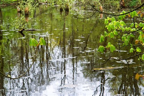 Swamp, Bog, Marsh, Mire, Wetland, Fen, Morass, Quagmire, Slough, Marshland Stock Photo - Image ...