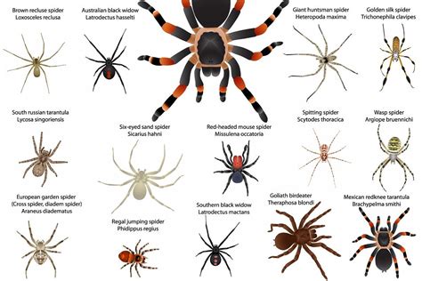 Spiders (371979) | Illustrations | Design Bundles | Huntsman spider ...