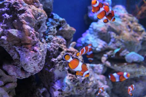 See Clownfish | SEA LIFE Blackpool Aquarium