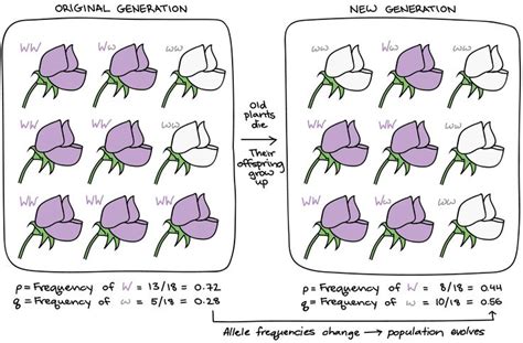 Understanding Allele Frequency and the Gene Pool