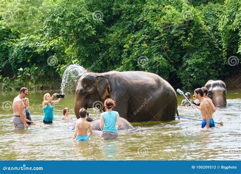 Activities Elephant Bathing Thailand. Editorial Photography - Image of ...