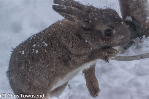 Chris Townsend Outdoors: The deep snow is harsh on wildlife