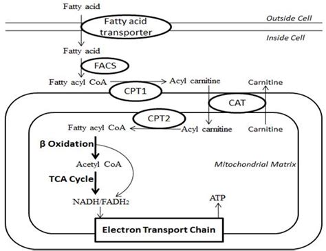 Fatty Acid Metabolism - USMLE Strike | 100% Best Explanation