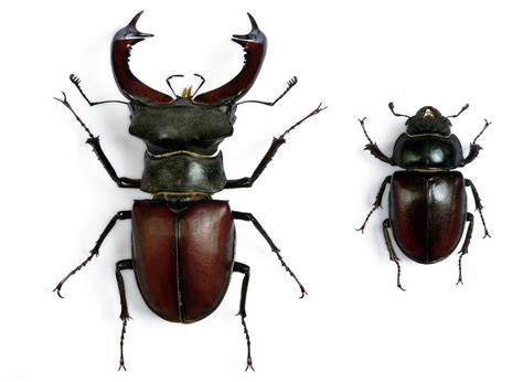 Male And Female Stag Beetles Photograph by Pascal Goetgheluck/science Photo Library - Pixels