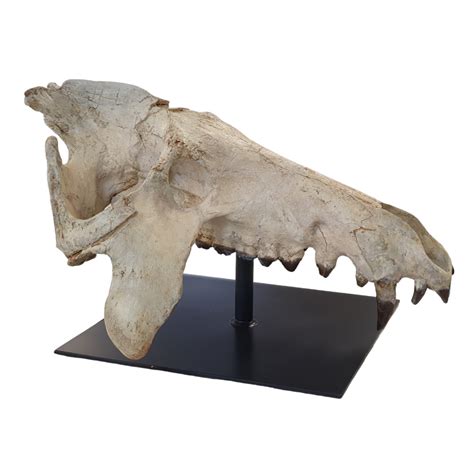 archaeotherium mortoni (skull)