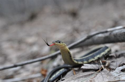 mimicry by garter snake | thamnophis sirtalis sirtalis | Flickr