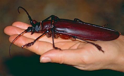 14 of the world’s weirdest insects | Articles | CBC Kids