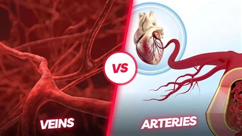 12 Important Veins and Arteries Difference - WOMS