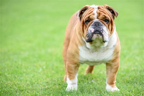 Bulldog Inglês: características, cuidados, onde comprar e mais | Guia Animal