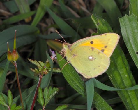 European Lepidoptera and their ecology: Colias croceus