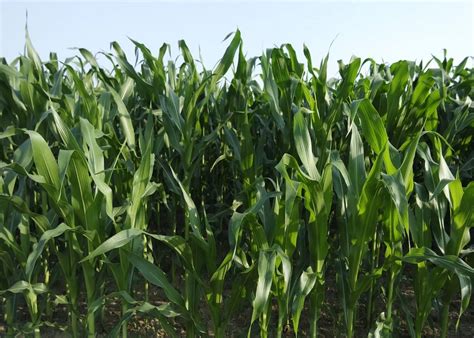 Buy BELECO 6x4ft Green Corn Field Photography Backdrop Fabric Rural Corn Fields Maze Backdrop ...