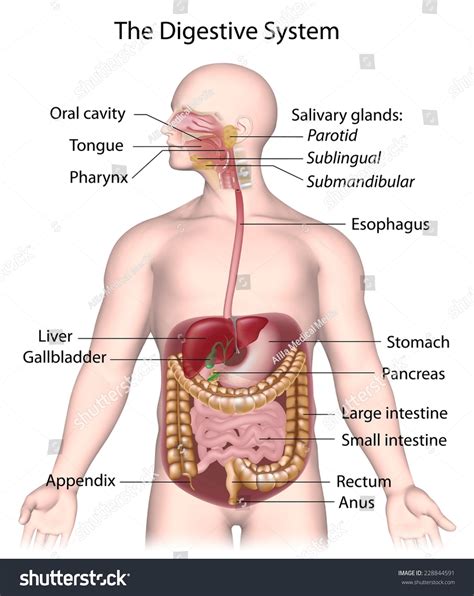 Digestive System Labeled Model