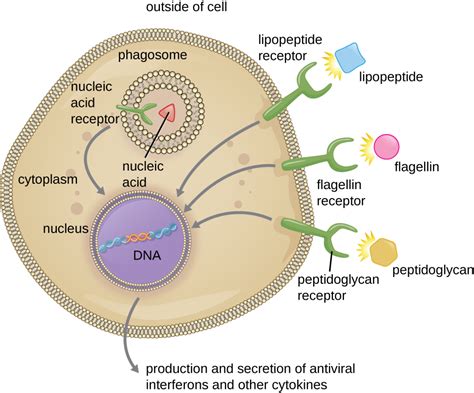 Pathogen Recognition and Phagocytosis – Microbiology