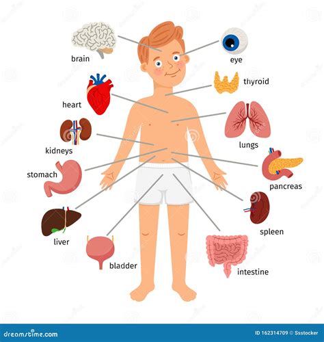 6 Organs In Torso Diagram | the-gurus-assassin