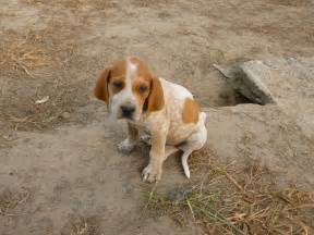 English Coonhound puppy photo and wallpaper. Beautiful English ...