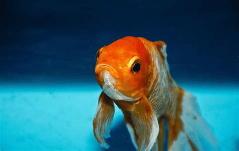 Debunking Myths: The Surprising Truth About Goldfish Memory Span - Memfish dot net