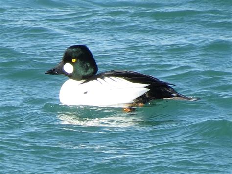 Toronto Wildlife - More Common Goldeneye Ducks