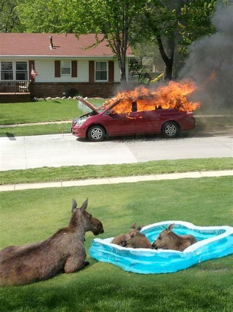 Moose love a restitution picnic. | Moose Family in Kiddie Pool Watching ...