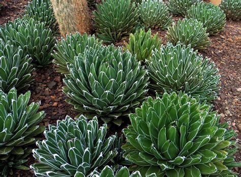 Agave victoriae-reginae3.JPG | Paisajismo suculento, Cultivo de plantas ...