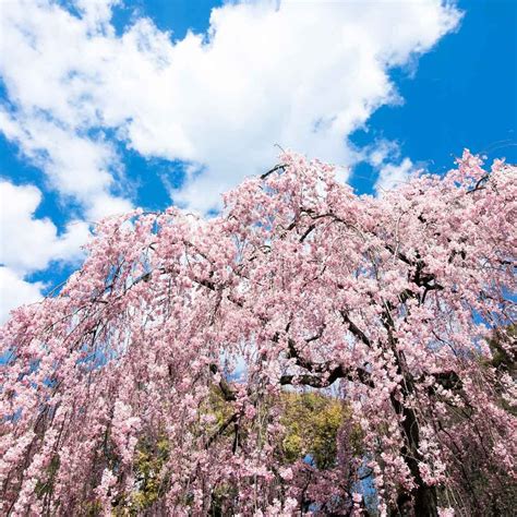 Weeping Cherry Trees: Plant and Care Guide | Family Handyman