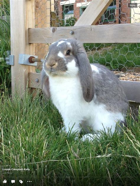 Mini French Lop Rabbit