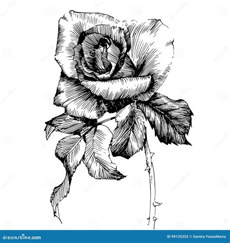 Rose Ink drawing flowers stock vector. Illustration of vintage - 99135352