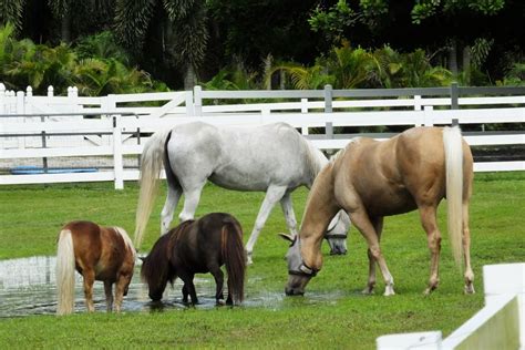 Miniature Horse Breeds | Love the Energy