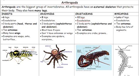 Science and Physical Education: Invertebrate animals classification