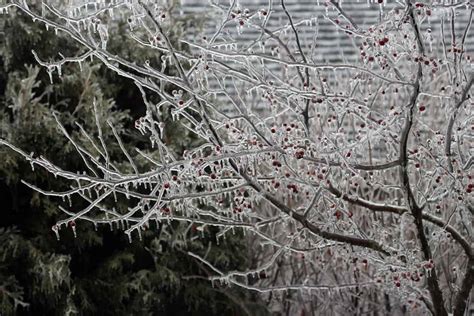 The Prairifire Crabapple Tree - Minneopa Orchards