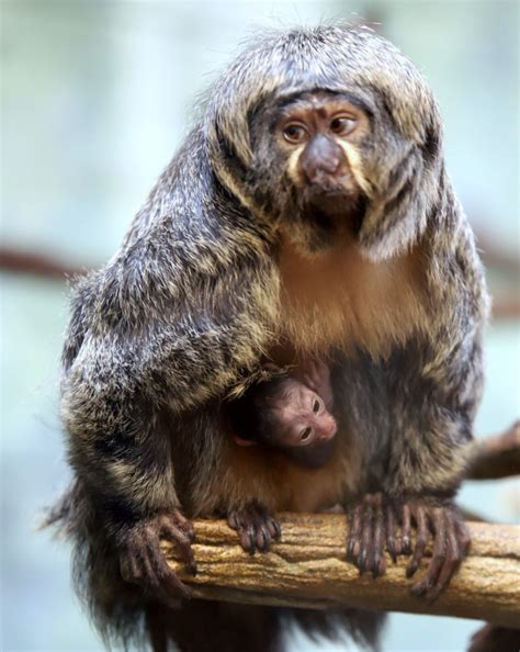 Meet our New Baby Saki Monkey - Elmwood Park Zoo