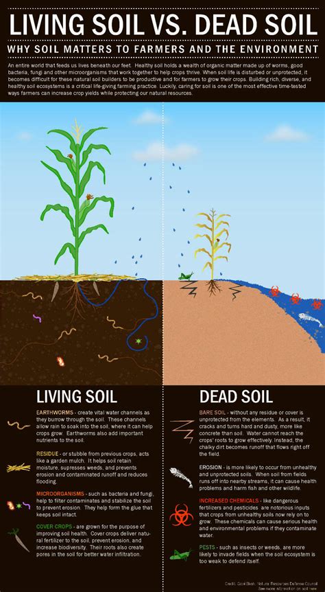 Living Soil Versus Dead Soil- Why soil matters to the environment