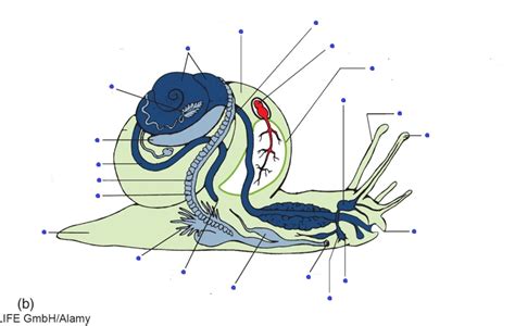 Gastropod Anatomy Diagram | Quizlet