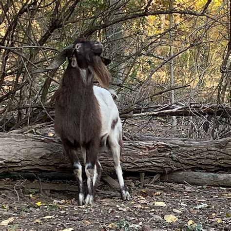 New Zealand Kiko Goats | Heritage Hallow Farm | Pittsburgh Area