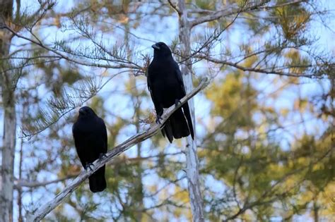 American Crow - Facts, Diet, Habitat & Pictures on Animalia.bio