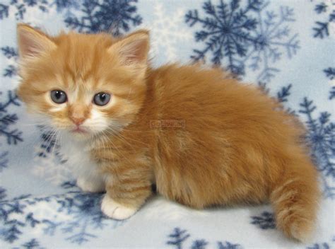 Precious Munchkin Kittens for adoption – GoLive.ae UAE Classifieds