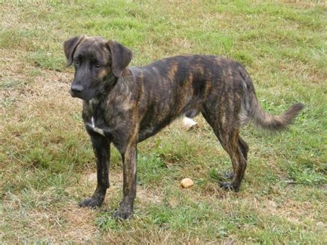 Brindle dog breeds are those dogs that have a coloring pattern on their coat. This pattern is ...