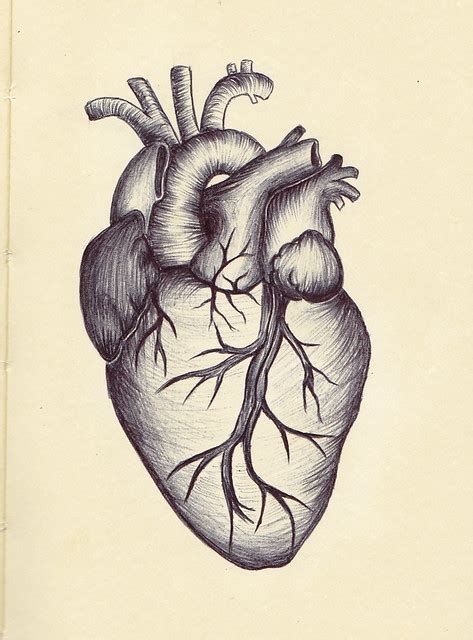 Anatomical Heart | I drew this by looking at some diagrams f… | Flickr - Photo Sharing!