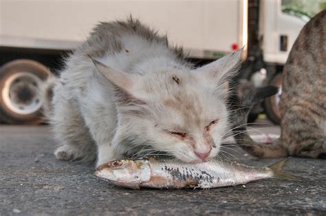 White cat eating a fish near Wholesale Fish Market in Abu Hamour. Doha ...