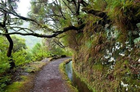 Laurisilva Rainforests of Madeira, Madeira | Tickets & Tours - 2024