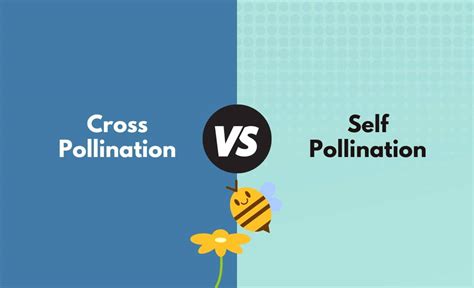 Cross Pollination vs. Self Pollination - What's the Difference (With Table)