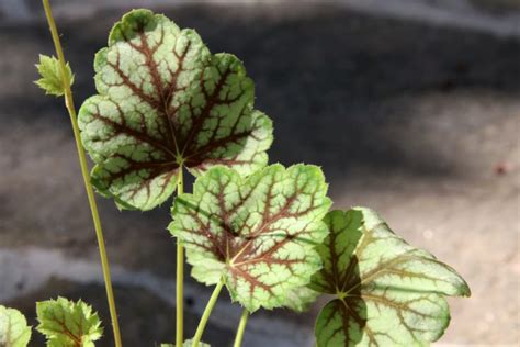 Here Are 24 Types Of Heuchera With Multiple RHS AGM Award Winners To ...