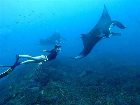 Manta Safari Snorkeling to Manta Point, in Nusa Penida From Bali | Nusa Penida Islands Tour